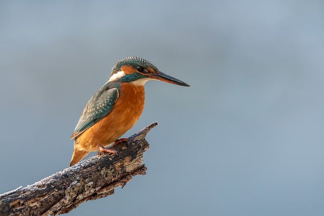 Free Kingfisher Nature photo and picture