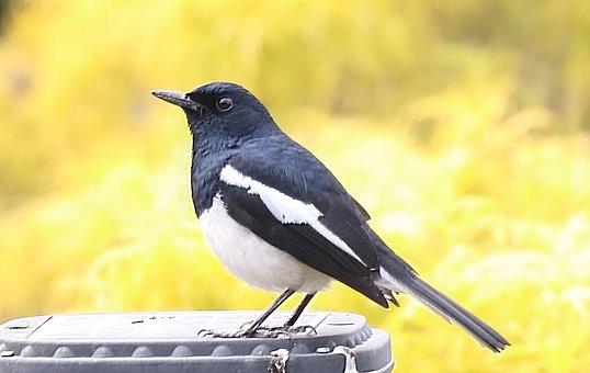 Free Oriental Magpie Robin Robin photo and picture