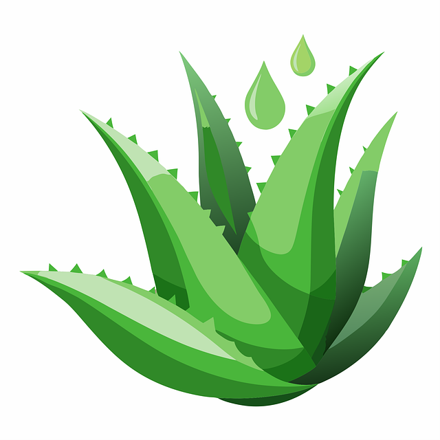 Aloe, Aloe Vera, Plante, Grøn, Blade