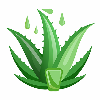 Áloe, Planta, Verde, Sale De, Jugo