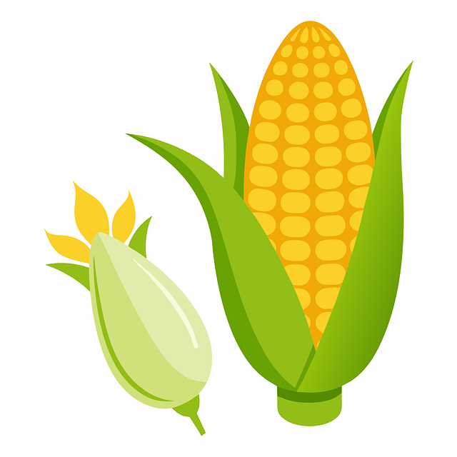 Free corn maize yellow vector