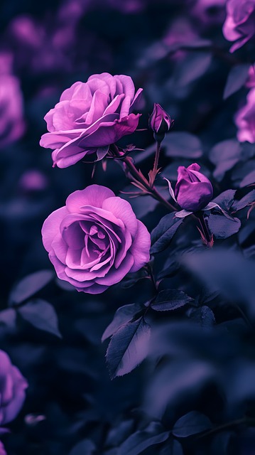 Rose, Lila, Blumen, Dunkel, Grün
