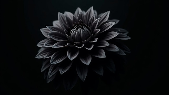 Free ai generated black dahlia dark flower illustration