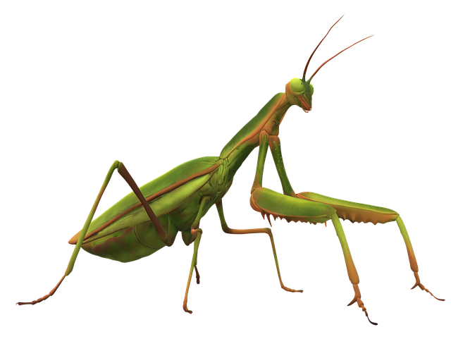 Download free HD stock image of Praying Mantis Mantodea Free praying mantis mantodea insect illustration