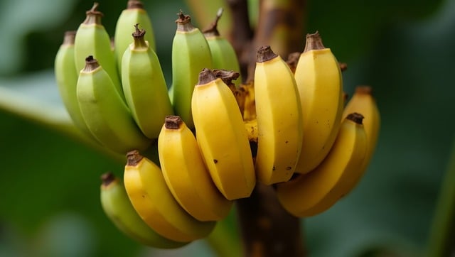 Free ai generated banana tree hanging bananas illustration