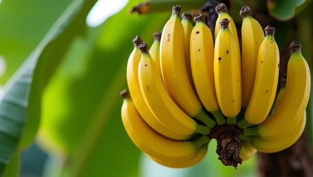 Free ai generated banana tree hanging bananas illustration