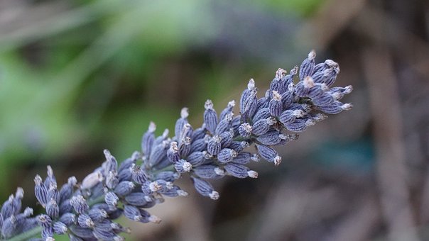 Free Lavendar Plant photo and picture