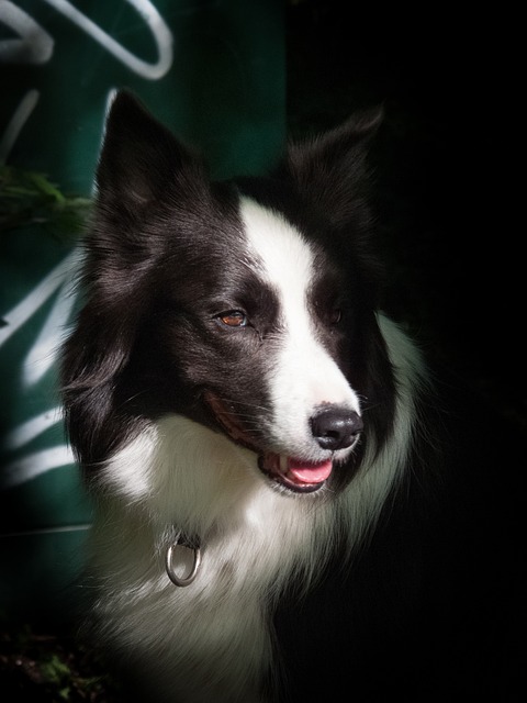 Free Dog Pet photo and picture