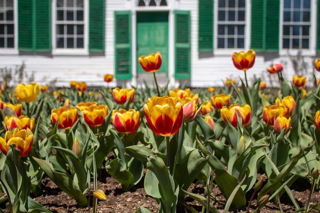 Tulpen, Bloemen, De Lente, Rood, Geel