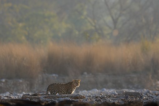 Free Leopard Nature photo and picture