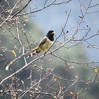Free Bird Magpie photo and picture