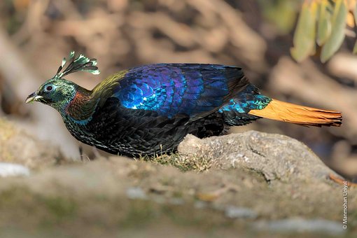 Free Wildlife Bird photo and picture