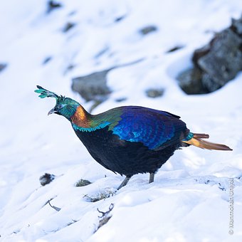 Free Snow Winter photo and picture