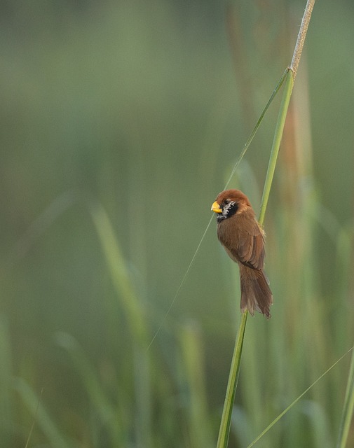Free Bird Perched photo and picture