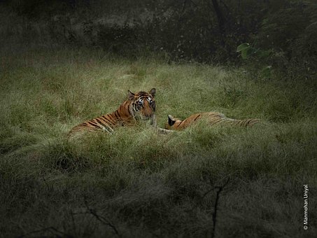 Free Tiger Nature photo and picture
