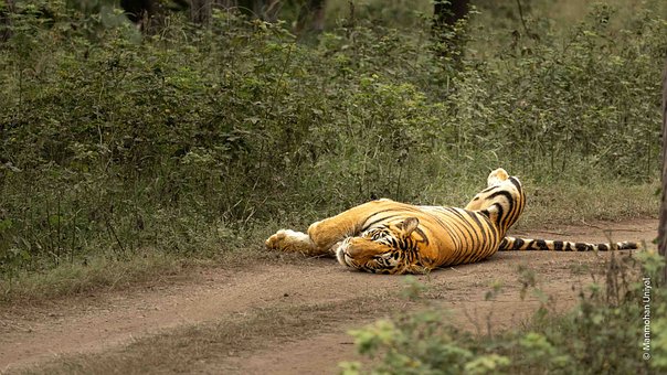 Free Tiger Nature photo and picture
