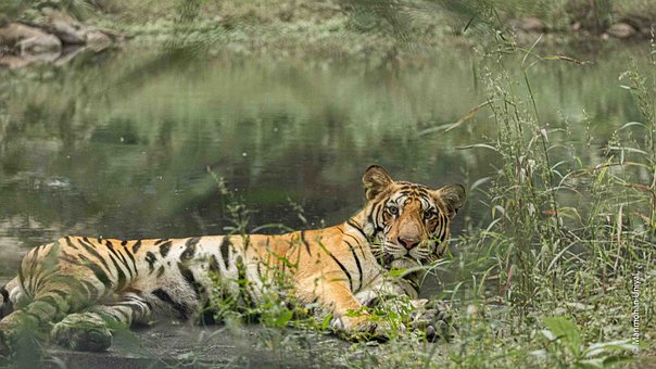 Free Tiger Nature photo and picture