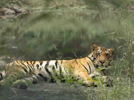 Free Tiger Nature photo and picture