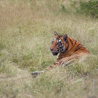 Free Tiger Nature photo and picture
