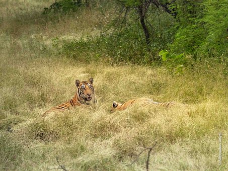 Free Tiger Nature photo and picture