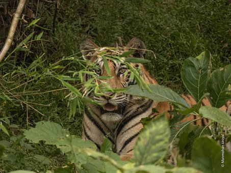 Free Tiger Nature photo and picture