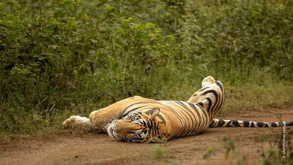 Free Tiger Nature photo and picture