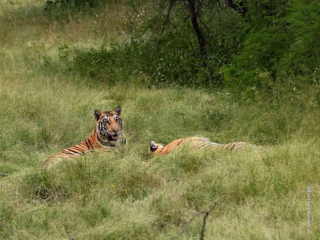 Free Tiger Nature photo and picture