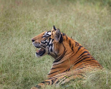 Free Tiger Nature photo and picture