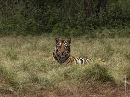 Free Tiger Nature photo and picture