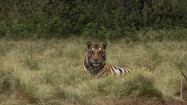 Free Tiger Nature photo and picture