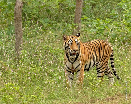 Free Tiger Nature photo and picture