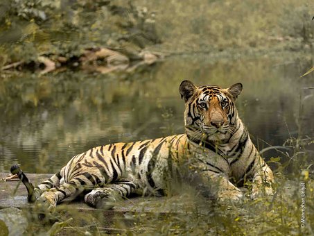 Free Tiger Nature photo and picture