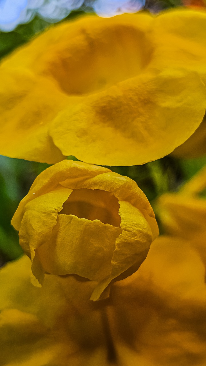 Nature Bloom Blossom - Free photo on Pixabay