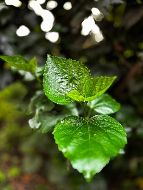 Free plant yard heart-shapedleaves illustration