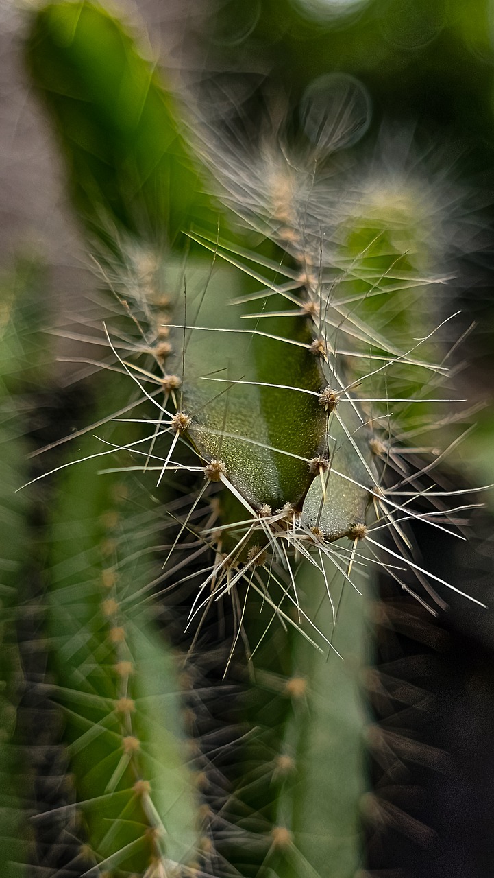 Cacto Nature Cactus - Free photo on Pixabay