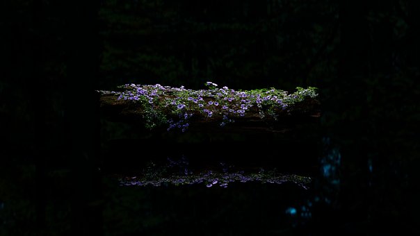 Små Blomster, Døde Tre, Dim, Speilbilde