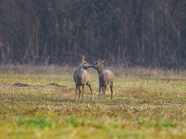 Hirsch, Tier, Säugetier, Natur, Tierwelt