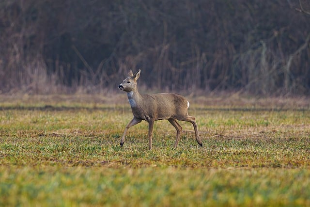 Hirsch, Tier, Säugetier, Natur, Tierwelt