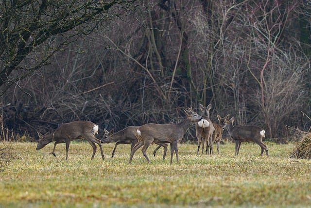 Hirsch, Tiere, Herde, Natur, Tierwelt