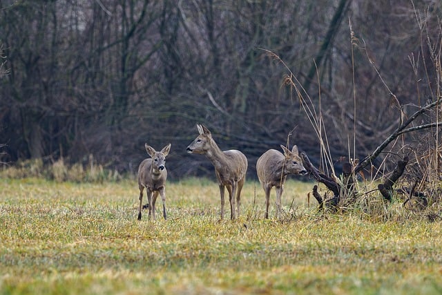 Hirsch, Tier, Säugetier, Natur, Tierwelt
