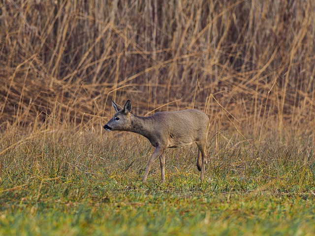 Hirsch, Tier, Reh, Säugetier, Natur