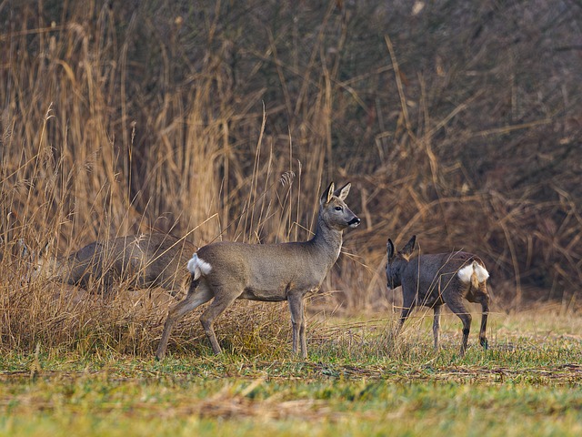 Hirsch, Tier, Reh, Säugetier, Natur