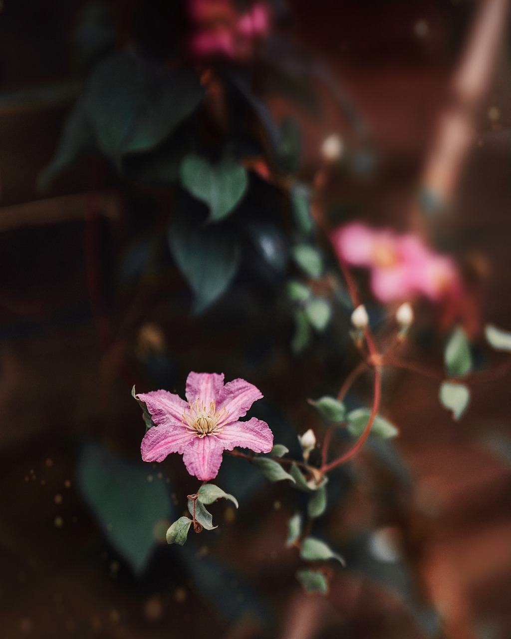 Nature Bloom Blossom - Free photo on Pixabay