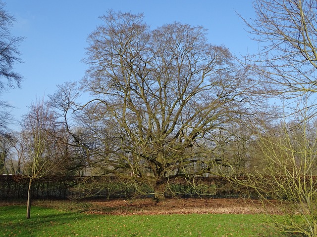 Free Charm Tree photo and picture