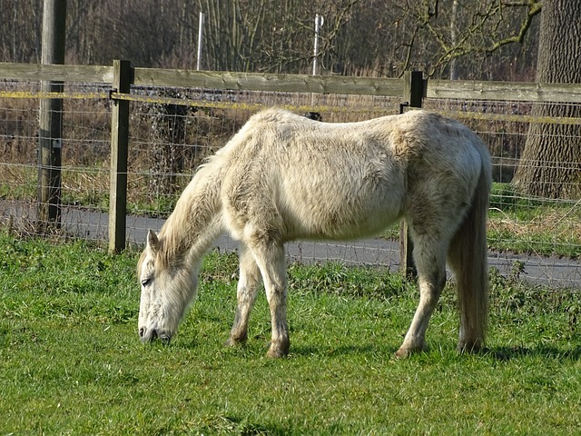 Free Horse Nature photo and picture