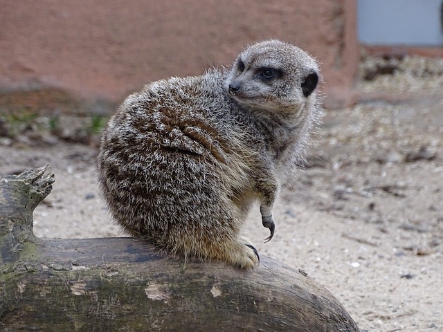 Free Meerkat Suricate photo and picture