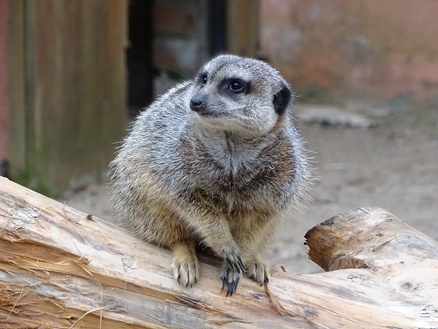 Free Meerkat Suricate photo and picture