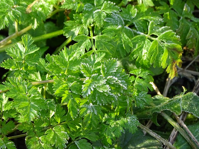 Free Plant Nature photo and picture