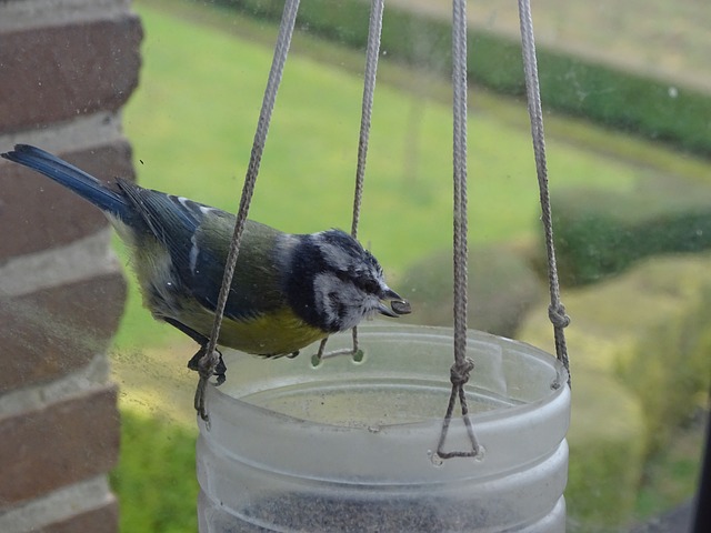 Free Tit Winter photo and picture