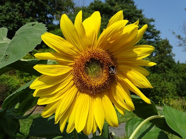 Solsikke, Blomst, Natur, Kronblade